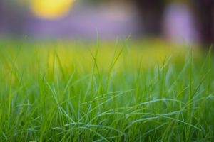 lush green grass