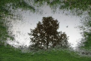 puddle water in the garden